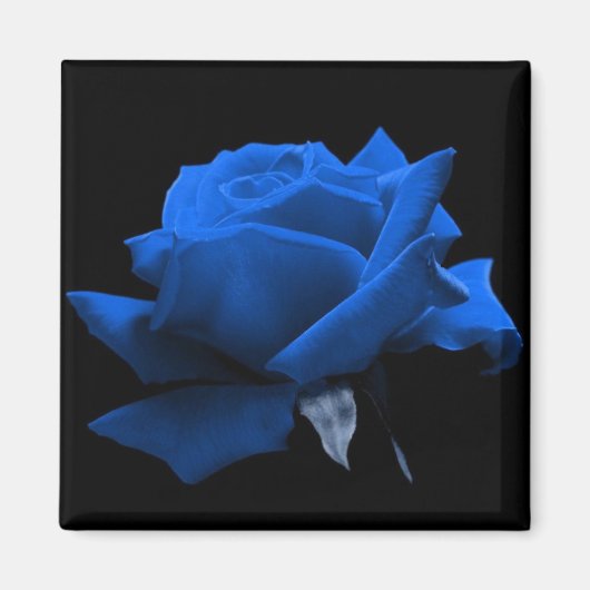 Blauw Roos Magneet (Voorkant)