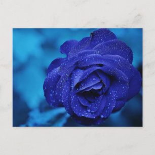 Blauw Roos met dauwdruppels Briefkaart
