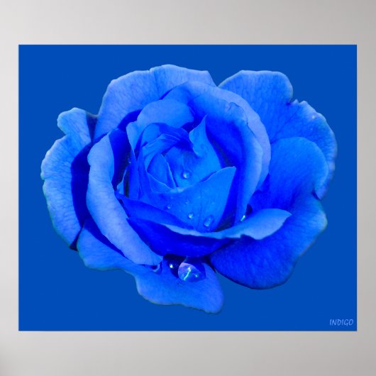 Blauw Roos Poster Afdrukken Schitterende flatafdru (Voorkant)