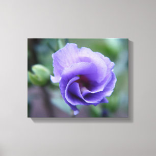 Blauw Roos van Sharon 14 x 11 Canvas afdrukken