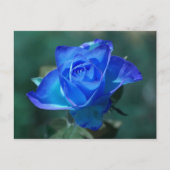 Blauw Rozen Briefkaart (Voorkant)