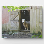 Blauw Sheep Fotoplaat (Voorkant)