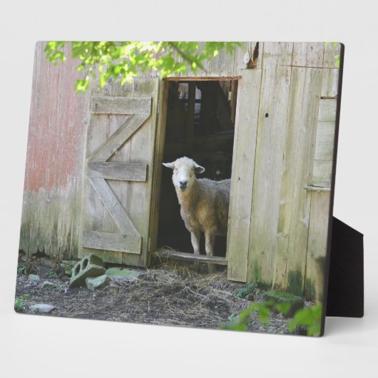 Blauw Sheep Fotoplaat (Zijkant)