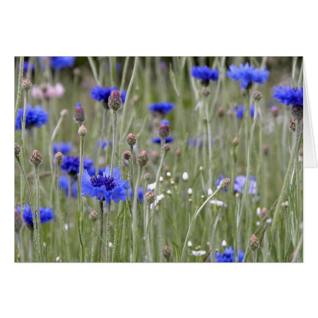 Blauw veld (Voorkant Horizontaal)