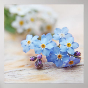 Blauw vergeet-me-niet bloemen. Je bent dol op Poster