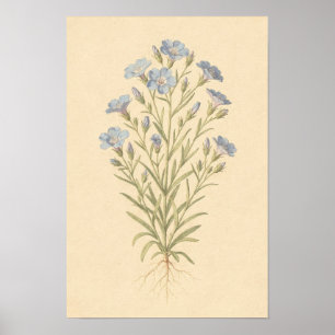 Blauw Vlas Botanische Studie 12 × 18 Poster