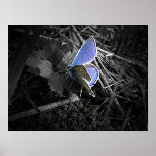 blauw vlinderdarm poster (Voorkant)