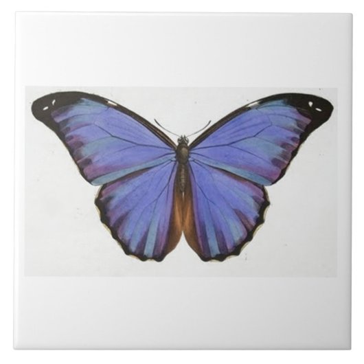 blauw-vlindertegel tegeltje (Voorkant)