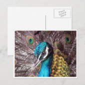 blauw vredesgezicht briefkaart (Voorkant / Achterkant)