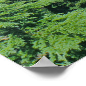 Blauw water- en alpiene bomen op het Carater Lake Poster (Hoek)