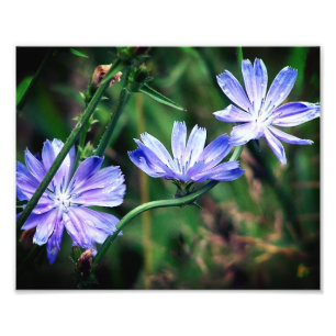 Blauw Wild Chicory Flower Trio 8x10 Foto Afdruk