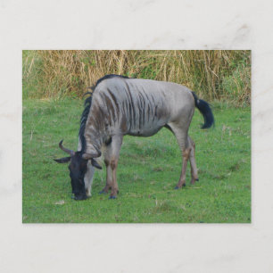 Blauw Wildebeest #1 Briefkaart