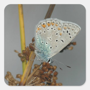 Blauw wit Sinaasappel met zwarte vlinder Vierkante Sticker