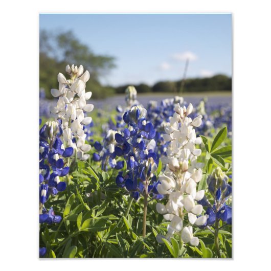 Blauw-witte Bluebonnets Landschap Satijn Finish Foto Afdruk (Voorkant)
