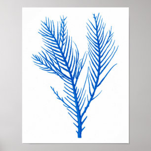 Blauw Zee koraal afdrukken #10 Basis thuisdecor Poster