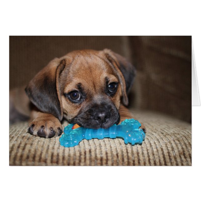 Blauwbeen (Voorkant Horizontaal)