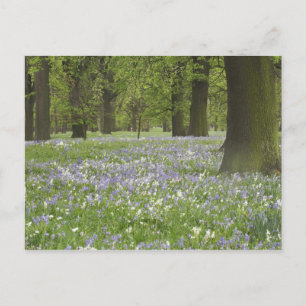 Blauwbellen en eikenbomen in de lente, kleine hagl briefkaart