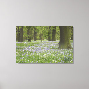 Blauwbellen en eikenbomen in de lente, kleine hagl canvas afdruk