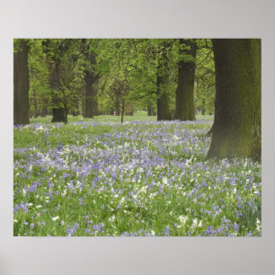 Blauwbellen en eikenbomen in de lente, kleine hagl poster
