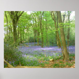 Blauwbellen in Bossen Poster