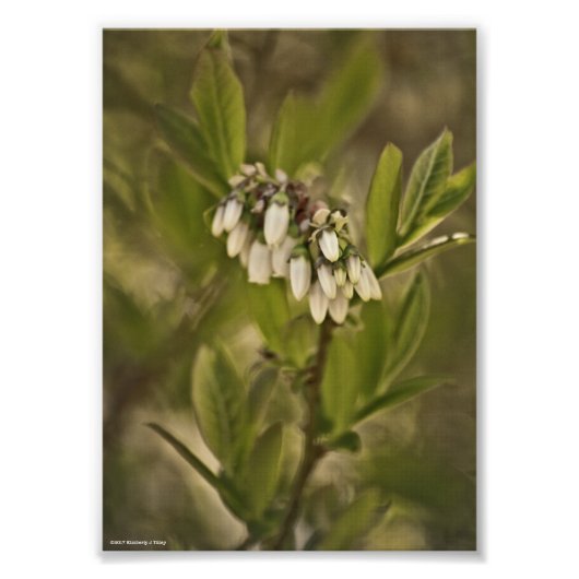 Blauwbes 585 foto afdruk (Voorkant)