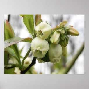 Blauwbes bloesems poster