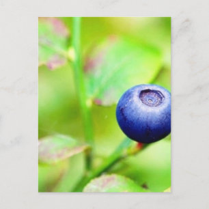 Blauwbes Briefkaart