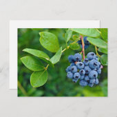 Blauwbes Briefkaart (Voorkant / Achterkant)