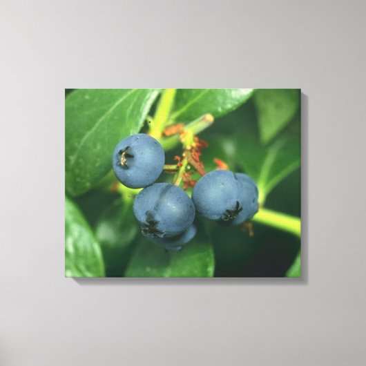 Blauwbes Canvas Afdruk (Voorkant)