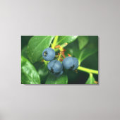 Blauwbes Canvas Afdruk (Voorkant)