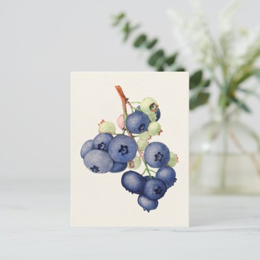 Blauwbessen (Vaccinium Corymbosum), vruchtenschilf Briefkaart (Staand voorkant)