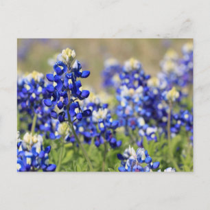 Blauwbijen Briefkaart