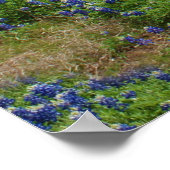 Blauwbijen en een Rode Barn Poster (Hoek)