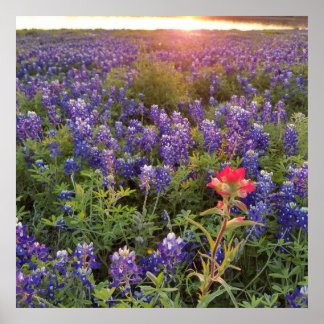 Blauwbijenkruid (Sunset Poster) Poster