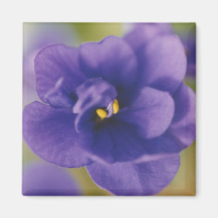 Blauwbloeiende bloem van Violet Saintpaulia Zoomed Magneet