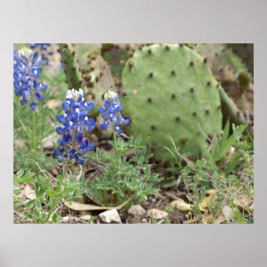 Blauwbonen en prickly Pear Poster (Voorkant)