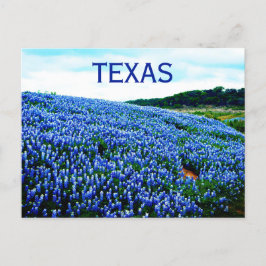 Blauwbonnaars Blauwe Bloemen Texas Texan Floral Briefkaart