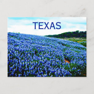 Blauwbonnaars Blauwe Bloemen Texas Texan Floral Briefkaart