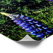 Blauwbonnaars Blauwe Bloemen Texas Texan Floral Po Poster (Hoek)