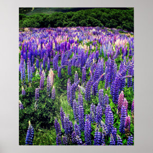 Blauwbonnaars Blauwe Bloemen Texas Texan Floral Po Poster
