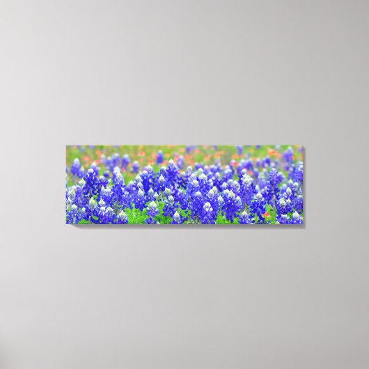Blauwbonnetjes Canvas Afdruk (Voorkant)