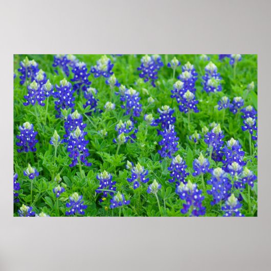 Blauwbonnetjes Poster (Voorkant)