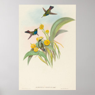 Blauwborstkolibries door John Gould Poster