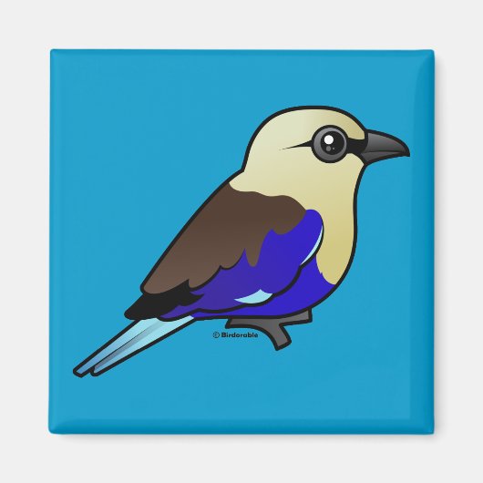 blauwbuikige roller magneet (Voorkant)