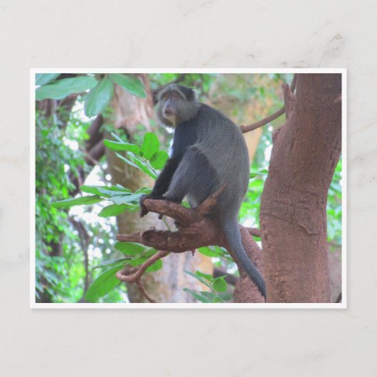 blauwe aap briefkaart (Voorkant)