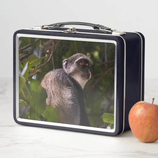 Blauwe aap, Zanzibar (In situ)