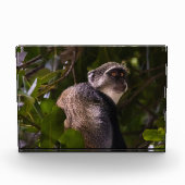 Blauwe aap, Zanzibar Fotoblokken (Voorkant)