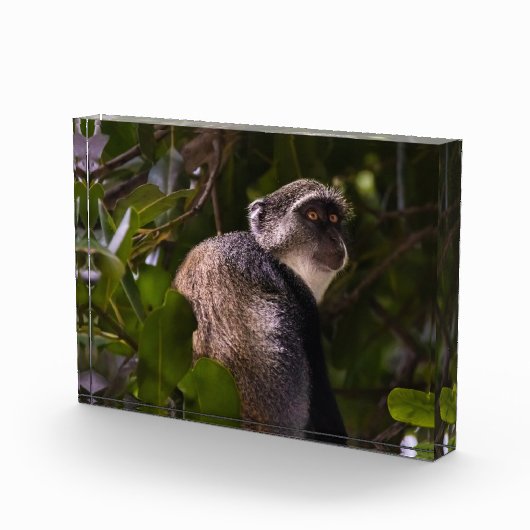 Blauwe aap, Zanzibar Fotoblokken (Rechts)