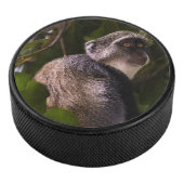 Blauwe aap, Zanzibar Hockey Puck (3/4)