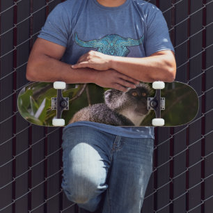 Blauwe aap, Zanzibar Skateboard